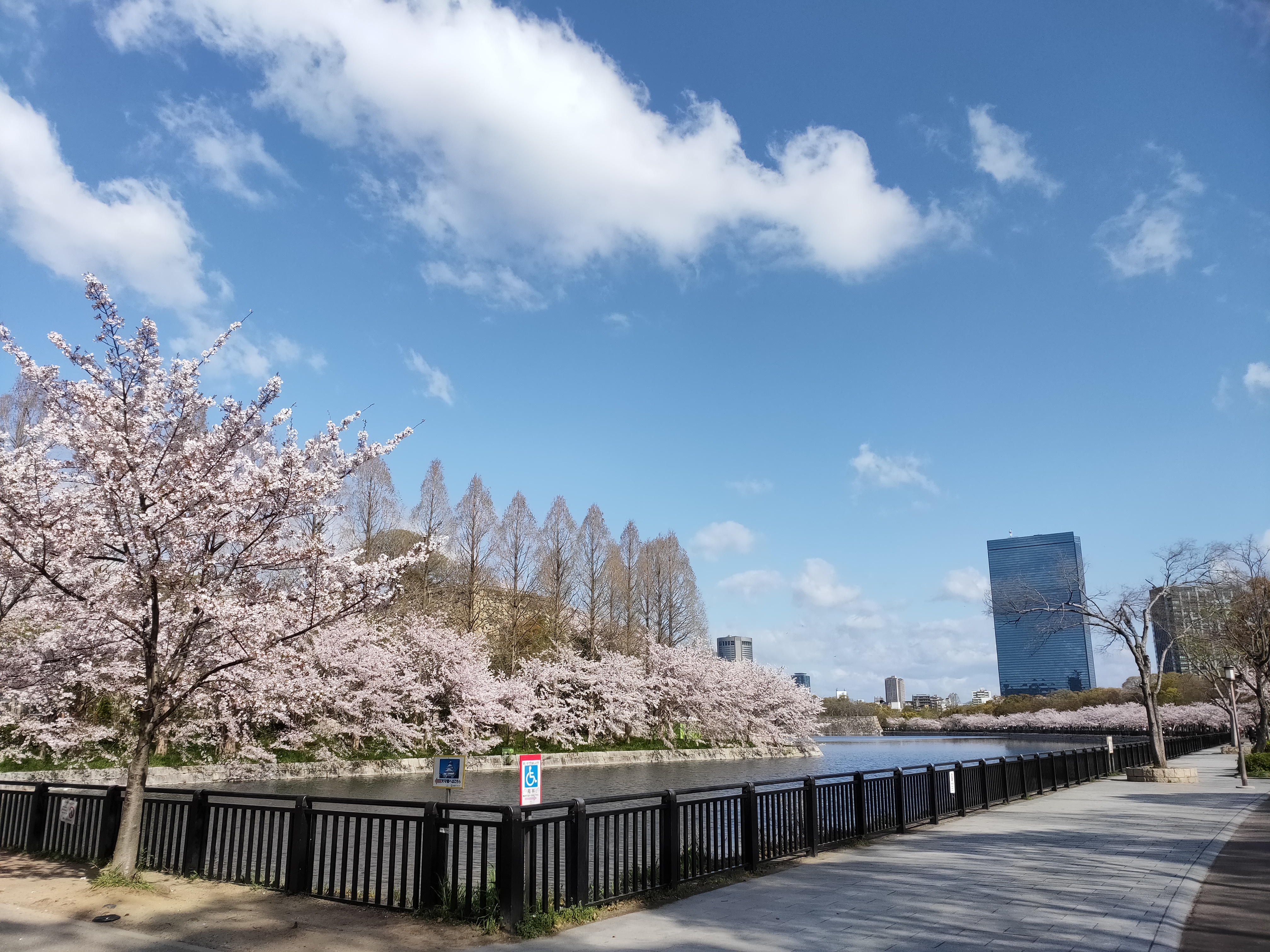 大阪城　お堀　桜