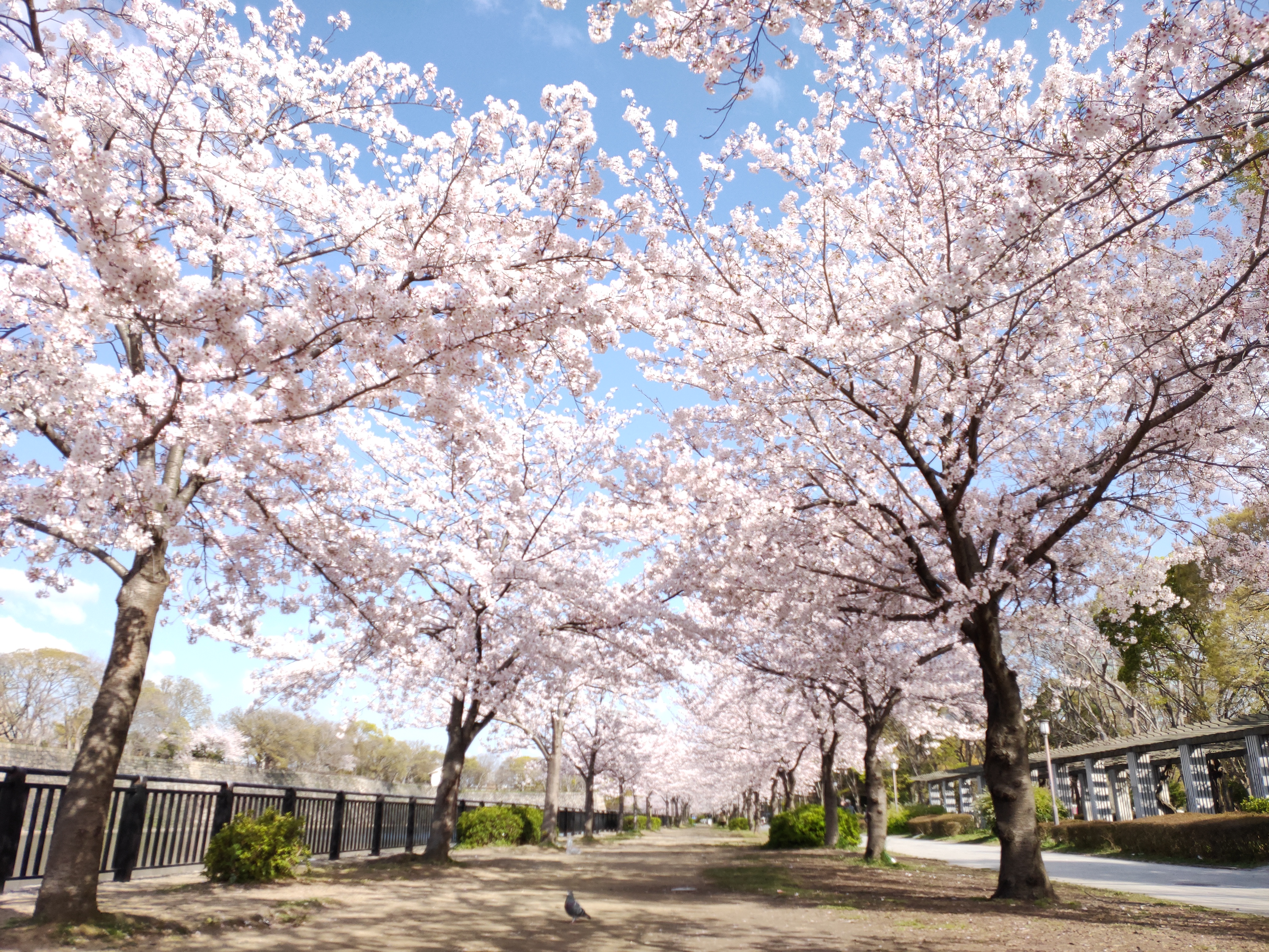 大阪城　桜ロード