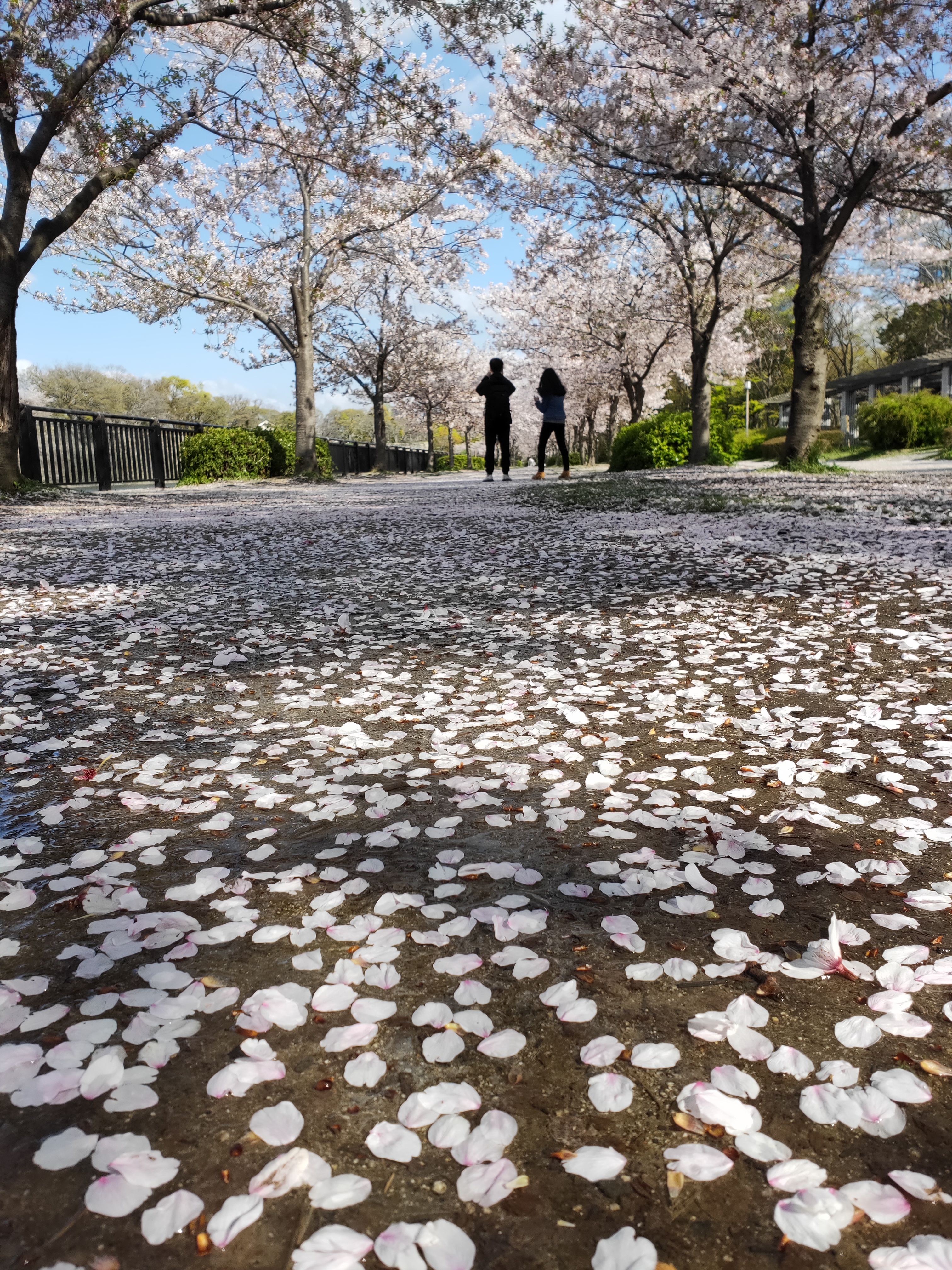 散り始め　桜　大阪城